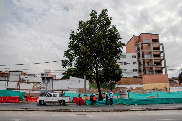 Níspero patrimonial tiene hogar en nueva zona verde del intercambio de la 80 con Colombia