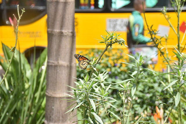 Colores y mariposas en Av. Oriental