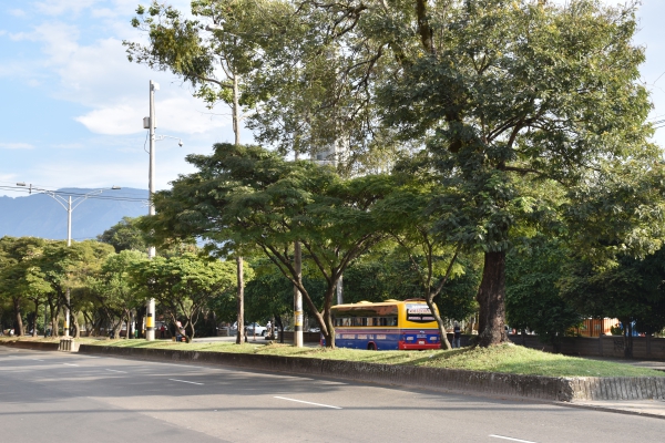 Con corredores verdes en la calle Colombia y la carrera 65, Medellín tendrá 157 árboles más
