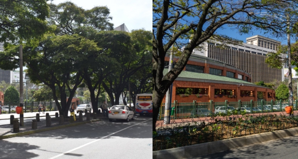 El Centro estrena corredor verde en la calle Los Huesos